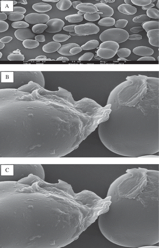 Figure 6 Scanning electron micrograph of heat-moisture (20%) treated starch of Sword bean (SHT-20) at 500 (A), 1000 (B), and 3000 (C) × magnification.