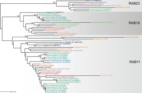 Figure 3. Ancestral RAB paralogs exhibit different propensity to generating lineage-specific in-paralogs. The tree was inferred using the maximum likelihood method (WAG + Γ + I substitution model) as implemented in RAxML-HPC (7.2.6) run at the CIPRES portal (http://www.phylo.org/portal2/). Bootstrap values (based on 100 replicates) only higher than 50 are shown. Note the lack of significant bootstrap support for the RAB11 clade, probably due to the inclusion of several rather divergent sequences (exhibiting long branches in the tree). Sequences selected for the analysis come from nine phylogenetically diverse eukaryotes (Homo sapiens, the chytrid fungus Spizellomyces punctatus, the amoebozoan Dictyostelium discoideum, the heterolobosean Naegleria gruberi, the metamonad Trichomonas vaginalis, the moss Physcomitrella patens, the green alga Chlamydomonas reinhardtii, the oomycete Phytophthora sojae, and the haptophyte Emiliania huxleyi) and represent members (in-paralogs) of three particular ancestral paralogous RAB groups (RAB11, RAB18, RAB23; the assignment of the sequences is based on large-scale phylogenetic analyses of the RAB family, M. Elias, J. B. Dacks, M. C. Field, unpublished work). Sequences from the same species are highlighted in the same colour. The sequence identifiers provided refer to the NCBI protein database (http://www.ncbi.nlm.nih.gov/), except Phytophthora and Spizellomyces, where the sequences come from the JGI (http://genome.jgi-psf.org/Physo1_1/Physo1_1.home.html) and Broad Institute (http://www.broadinstitute.org/annotation/genome/multicellularity_project/MultiHome.html) databases, respectively.