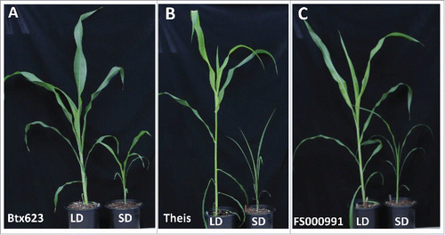 Figure 1. Growth responses of sorghum genotypes to photoperiod. Vegetative growth characteristics of photoperiod in sensitive (A) and sensitive (B and C) genotypes of sorghum grown for 6 weeks under long day (LD) with 16 hours of light period or short day (SD) with 8 hours of light period.