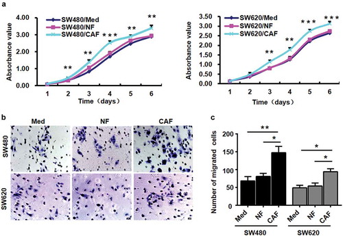 Figure 3. CAFs promote CRC cell proliferation and migration.a, SW480 and SW620 cells were co-cultured with NFs (SW480/NF, SW620/NF), CAFs (SW480/CAF, SW620/CAF), or medium (SW480/Med, SW620/Med). CAFs promoted the proliferation of SW480 and SW620 cells as measured by CCK8 assay. ***P < 0.001 compared with the SW480/Med group (day 4) and SW620/Med group (day 5 and day 6). **P < 0.01 compared with the SW480/Med group (day 2, day 3, day 5 and day 6) and SW620/Med group (day 3 and day 4); N = 3. b-c, CAFs markedly increased the migration of SW480 and SW620 cells as measured by transwell migration assays. *P < 0.05; **P < 0.01; N = 3. Each bar represents the mean ± SD of three independent experiments.