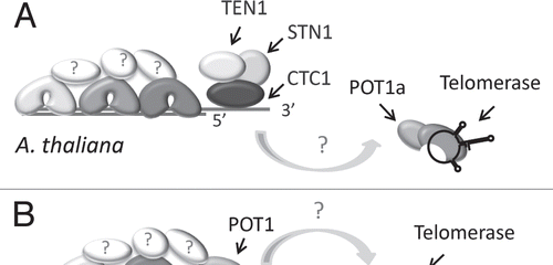 Figure 5 Model for telomere capping complexes in the flowering plant Arabidopsis thaliana and the moss Physcomitrella patens. (A) CST functions as the major telomere capping complex in Arabidopsis. Multiple TRF-like proteins have been described, but other shelterin-like components cannot be identified in plant genomes. POT1a is a telomerase accessory factor and is not required for chromosome end protection. (B) P. patens encodes two TRF-like proteins and a single POT1 protein. The moss POT1 binds single-stranded G-rich telomeric DNA and functions in a manner analogous to vertebrate and yeast POT1. CST components are encoded in the P. patens genome, but their function is unknown.