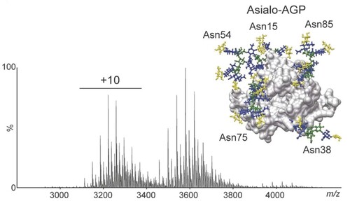 Figure 2. A native mass spectrum of asialo-AGP with highly branched N-glycans, color coded in line with the Consortium for Functional Glycomics guidance, and marked with the Asparagine residue they are bound to.Blue: GlcNAc; Green: Man; Yellow: Gal.