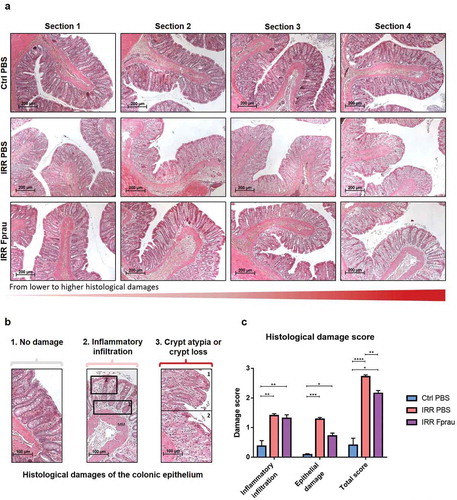 Figure 1. Effect of prophylactic F. prausnitzii treatment on 29 Gy colorectal irradiation-induced histological damage to the colonic mucosa at 3 d.