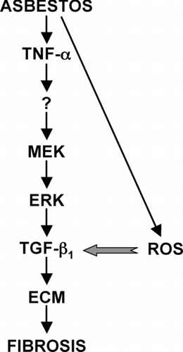 FIG. 3 Proposed role of TNFα in asbestos-induced fibrogenesis. TNFα is expressed by a variety of cell types in the lung early after exposure to asbestos. TNFα binding to its cellular receptors activates the MEK/ERK signaling pathway leading to increased TGFβ1 expression by mesenchymal and epithelial cells. Asbestos-induced ROS activate latent TGFβ1 that can then bind to its cellular receptors activating signaling pathways that lead to increased production of ECM, a hallmark of fibrosis. Whether TNFα directly up-regulates TGFβ1 or does so through a secondary mediator; elucidation of the cis- and trans-acting elements involved in TNFα up-regulation of TGFβ1; and the precise mechanism of ROS activation of latent TGFβ1 are currently under investigation in our laboratory.