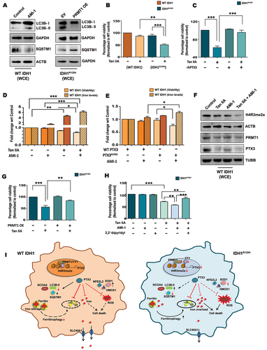 Figure 7. PRMT1-PTX3 axis regulates ferritinophagy associated cell death. (A) WT IDH1 or IDH1R132H cells were treated or transfected under the conditions indicated, and cell lysates were analyzed for LC3B-II and SQSTM1 by western blotting. (B) MTS assay shows viability of IDH1R132H and WT IDH1 cells upon treatment with Tan IIA. (C) Co-treatment with rhPTX3 rescues Tan IIA mediated death in IDH1R132H cells as demonstrated by MTS assay. (D) MTS assay shows cell viability of WT IDH1 cells upon treatment with Tan IIA or AMI-1 either alone or in combination. The cellular iron levels under different treatment conditions are shown. For iron assay, values are representative of two independent experiments and are plotted as means ± s.e.m. relative to control. (E) MTS assay show viability of WT IDH1 cells overexpressing WT PTX3 or PTX3N220Q in the presence or absence of AMI-1. Iron levels corresponding to the different treatment conditions are shown. For iron assay, values are representative of two independent experiments and are plotted as means ± s.e.m. relative to WT PTX3 control. (F) Co-treatment with Tan IIA and AMI-1 diminishes expression of PTX3, PRMT1 and H4R3me2a in WT IDH1 cells as compared to cells treated withTan IIA or AMI-1 alone, as demonstrated by western blot analysis. (G) PRMT1 overexpression rescues Tan IIA mediated death of IDH1R132H cells as shown by MTS assay. (H) Iron chelator, 2,2’-bipyridyl rescues death in IDH1R132H cells triggered upon co-treatment with Tan IIA and AMI-1, as shown by MTS assay. (I) Schematic depicting the role of PRMT1 and PTX3 in regulating ferritinophagic responses in WT IDH1 and IDH1R132H gliomas. Immunoblots are representative of n = 3 biological replicates. WCE, whole cell extract. EV, empty vector; OE, overexpression. Cell viability as shown by MTS assay is expressed as percentage normalized to their respective control groups and presented as mean ± s.e.m.; n = 3 or 4 biological replicates. Comparisons among multiple groups were done using one-way ANOVA with Tukey’s multiple comparison test. *P < 0.05; **P < 0.01; ***P < 0.001.