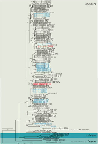 Figure 1. A Bayesian tree based on a concatenated alignment of ITS, LSU, TEF, and TUB sequences. The node numbers indicate the ML bootstrap support (BS) > 70% and Bayesian posterior probabilities (PP) > 0.70 as BS/PP. BS and PP values of less than 70% and 0.70, respectively, are indicated by hyphens (“-”). The fungal cultures examined in this study are shown in boldface red type. The eight new combinations are denoted by a blue color.