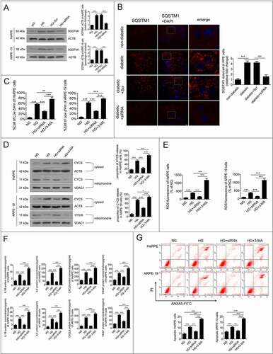 Figure 6. Downregulation of HMGB1 expression restored the degradative capacity of autophagy. (a) HsRPE and ARPE-19 cells were transfected with siRNA-HMGB1 and Scr-siRNA and then exposed to HG for 24 h. Cell samples were processed and analyzed by immunofluorescence staining with anti-SQSTM1 and anti-ACTB antibodies. ACTB was used as a protein loading control. Representative images from three independent experiments with biological and technical replicates are shown, n = 6. (b) The RPE cells of non-diabetic, STZ-induced diabetic, STZ-induced diabetic+siRNA-Hmgb1 injected (diabetic+siRNA), and STZ-induced diabetic+Scr-siRNA injected (diabetic+Scr) rats (all rats were fed with a regular diet) were flat-mounted and stained for SQSTM1. The pictures were taken on the upper retina 100 μm away from the optic nerve. Representative images from three independent experiments with biological and technical replicates are shown. Scale bars: 10 μm, n = 10. (c) HsRPE and ARPE-19 cells were transfected with siRNA-HMGB1 or pretreated with 3-MA (5 mM) for 1 h and then coincubated with HG for 24 h. The Δψm values were analyzed by fluorometry, n = 6. (d) HsRPE and ARPE-19 cells were processed as described in (C). Cytosolic and mitochondrial CYCS levels were independently analyzed by western blot with anti-CYCS, anti-ACTB, and anti-VDAC1. ACTB was used as a protein loading control in the cytosol, while VDAC1 was used as a protein loading control in the mitochondria. The percentage of CYCS released from the mitochondria into the cytosol was analyzed. Representative images from three independent experiments with biological and technical replicates are shown, n = 6. (e) HsRPE and ARPE-19 cells were processed as described in (b). The intracellular ROS levels were analyzed using DCFH-DA with fluorometry, n = 6. (f) HsRPE and ARPE-19 cells were processed as described in (b). The expression of IL1B, IL6, CXCL8, and VEGF levels of serum was analyzed by ELISA, n = 6. (g) HsRPE and ARPE-19 cells were processed as described in (b). The proportion of apoptotic cells was analyzed using ANXA5-FITC-PI by flow cytometry, n = 6. *P < 0.05; ** P < 0.01; *** P < 0.001.