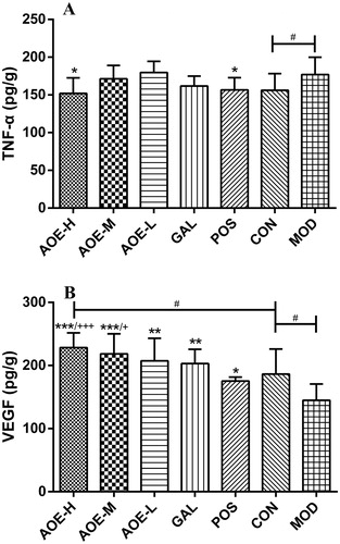 Figure 5. Effects of A. officinarum extract and galangin on TNF-α (A) and VEGF (B) levels in the serum. CON: vehicle control; AOE-H: 0.18 g/kg A. officinarum extract; AOE-M: 0.09 g/kg A. officinarum extract; AOE-L: 0.03 g/kg A. officinarum extract; GAL: 0.2 g/kg galangin; POS: 0.08 g/kg bismuth potassium citrate; MOD: 0.3 g/kg indomethacin. #p < 0.05 compared with the CON group; *p < 0.05, **p < 0.01, and ***p < 0.001 compared with the MOD group; +p < 0.05 and +++p < 0.001 compared with the POS group.