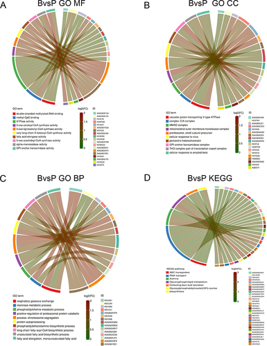 Figure 7 Enrich circos plot of the differentially expressed protein (DEPs) between the group P and group B. (A) Molecular functional (MF) enrichment analysis. (B) Cell component (CC) enrichment analysis. (C) Biological process (BP) enrichment analysis. (D) Kyoto encyclopedia of genes and genomes (KEGG) analysis of DEPs. B group: blank group, P group: a combination of progesterone injection and ultraviolet radiation.