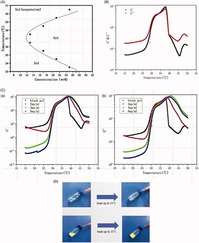 Figure 2. Characterization of sol-gel transition. (A) Phase diagram of PLGA–PEG–PLGA triblock copolymer aqueous solution (25 wt%). (B) The storage modulus G′ and loss modulus G″ of copolymer aqueous solution (25 wt%) as a function of temperature. (C) The storage modulus G′ and loss modulus G″ of copolymer aqueous solution (25 wt%) as a function of temperature with different AMB loading. (D) The change of blank gel (above) and AMB in the gel (below) with the temperature rise from room temperature to 37 °C.