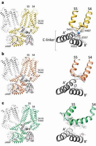 Figure 4. The S4-S5 linker in HCN4 and HCN1 channels. A, Left, structure of the cAMP-bound HCN4 channel tetramer, in a cross-membrane view. For clarity, only two subunits in the tetramer are shown in full (yellow and light grey), while for the other two subunits (dark and light grey), only the cytosolic C-linker/CNBD domains are presented. The transmembrane S4 and S5 helices, the S4-S5 linker connecting them and the first two helices (A’ and B’) of the cytoplasmic C-linker are labelled. Right, ribbon representation of the S4-S5 linker of one subunit (yellow) and the underlying C-linker (A’-B’ helices) of the adjacent subunit (grey) of HCN4. Four residues forming the ion coordination site (tetrad) in HCN4 are shown as sticks and labelled (H407, D411, H553, and E557). The ion coordinated by the tetrad is represented as a blue sphere. The density map for the region of the tetrad is shown as grey mesh. B, Left, structure of the cAMP-bound HCN1 channel tetramer in the resting state (PDB: 5U6P), in a cross-membrane view. For clarity, only two subunits in the tetramer are shown in full (orange and light grey), while for the other two subunits (dark and light grey) only the cytosolic C-linker/CNBD domains are presented. The transmembrane S4 and S5 helices, the S4-S5 linker connecting them and the first two helices (A’ and B’) of the cytoplasmic C-linker are labelled. Right, ribbon representation of the S4-S5 linker of one subunit (orange) and the underlying C-linker (A’-B’ helices) of the adjacent subunit (grey) of HCN1 in the resting state. Shown as grey mesh is the density map for the S4-S5 linker and of the corresponding residues of the HCN4 tetrad located in B’ helix of C-linker. Only the two corresponding histidines forming the ion tetrad HCN4 are shown as sticks as for its side chain there is density. C, Left, structure of the cAMP-bound HCN1 channel tetramer in the activated-like state (PDB: 6UQ), in a cross-membrane view. For clarity, only two subunits in the tetramer are shown in full (green and light grey), while for the other two subunits (dark and light grey) only the cytosolic C-linker/CNBD domains are presented. The transmembrane S4 and S5 helices, the S4-S5 linker connecting them and the first two helices (A’ and B’) of the cytoplasmic C-linker are labelled. Right, ribbon representation of the S4-S5 linker of one subunit (green) and the underlying C-linker (A’-B’ helices) of the adjacent subunit (grey) of HCN1 in the activated-like state. Shown as grey mesh is the density map for the S4-S5 linker and of the corresponding residues of the HCN4 tetrad located in B’ helix of C-linker. The residues of these regions for whose side chains there is density are shown as sticks