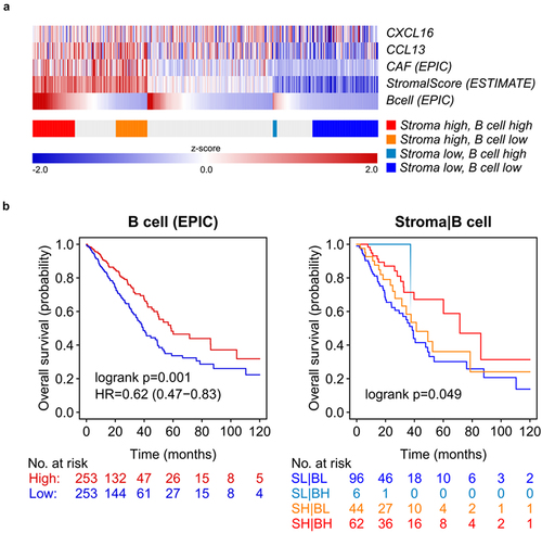 Figure 5. In-vivo B cell infiltration shows an improved overall survival in NSCLC patients.