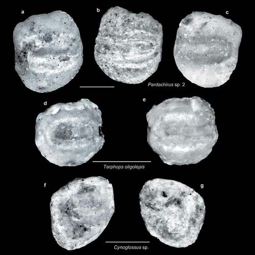 Figure 8. Fish otoliths from the late Miocene northern Taiwan. Scale bars = 1 mm. Images are inner views. a–c, Pardachirus sp. 2, ASIZF 01000042–44; a, b, SL-4; c, SL-0. d, e, Tarphops oligolepis (Bleeker, 1858), ASIZF 01000045–46; d, SL-4; e, SL-0. f, g, Cynoglossus sp., ASIZF 01000047–48; f, SL-3a; g, SL-4.