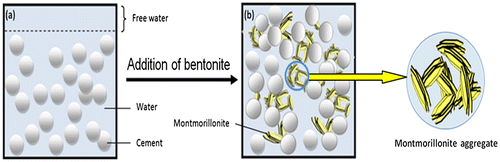 Figure 10. Bleeding of cement grout: (a) Absence of bentonite (b) Presence of bentonite.