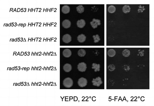 Figure 7 Deletion of the major histone H3 H4 gene pair suppresses synthetic lethality of rad53-rep and cdc7-1. cdc7-1 rad53Δ sml1Δ (pRAD53 TRP1) strains with RAD53 (TMH154), rad53-rep (TMH152) or empty pRS306 integration vector (TMH150) at the URA3 locus were transformed with a hht2-hhf2Δ::HIS3 deletion cassette to generate strains TMH159, TMH160 and TMH164 respectively. A 1:10 dilution series of saturated cultures of the strains were spotted to YEPD and 5-FAA plates and grown at 22°C for three days. Cells with a chromosomal copy of wild type RAD53 or the hht2-hhf2Δ::HIS3 deletion can lose the pRAD53-TRP1 plasmid and grow on the 5-FAA plate.