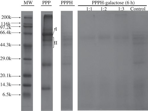 FIGURE 5 SDS–PAGE patterns of PPPH–galactose MRPs produced by heating to 95°C for 6 h. MW, molecular weight of protein standard. PPP: porcine plasma protein; І: albumin (65 kDa); II: α-globulin and β-globulin (43-60 kDa); PPPH: porcine plasma protein hydrolysate; Control: PPPH heated alone for 6 h.