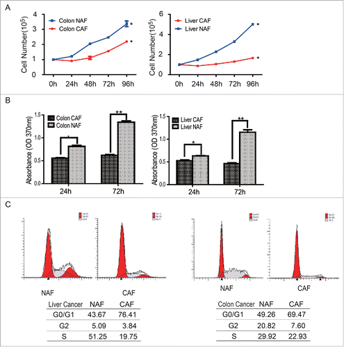 Figure 2. Cell proliferation was downregulated in CAFs. (A) CAFs grow slower than NAFs. Cell numbers were counted at the indicated time points, *: p < 0.05. (B) The cell proliferation rate of CAFs decreased, compare with NAFs. The cell proliferation rate was determined by the BrdU assay. *: p < 0.05; **: p < 0.01. (C) The subpopulation of CAFs at the G0/G1 phase increased. The cell cycle was analyzed by flow cytometry.