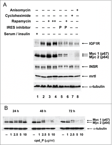Figure 5. IRES inhibitor cpd_P is highly active against Myc and is distinguished from other translationally-active drugs. (A) SUM159 breast tumor cells were subjected to acute serum / insulin deprivation (0.5% FCS, no supplemental insulin) and simultaneously treated X 24 h with IRES inhibitor cpd_P (10 μg / ml), rapamycin (100 nM in lanes 3, 6; 200 nM in lane 4), cycloheximide (100 μg / ml), anisomycin (10 μM), or combinations of these reagents as indicated. Whole cell lysates were prepared, equivalent aliquots separated by SDS/PAGE, and analyzed by western blot for IGF1R and c-Myc. Insulin receptor, driven by its own unique IRES,Citation71,72 and mrtl, a Myc-related protein which does not require use of an IRES,Citation73 serve as controls. IRES inhibitor cpd_P differentially modulates translation of the 2 Myc isoforms, decreasing abundance of p64 (oncogenic), while increasing synthesis of p67 (growth-inhibitory). In contrast, rapamycin secondarily stimulates synthesis of both isoforms of Myc, while cycloheximide and anisomycin completely eliminate all Myc protein. (B) Western blot results obtained for Myc after 24, 48, or 72 h treatment of SUM159 breast tumor cells with variable concentrations (1.0 - 10 μg/ml) of cpd_P in full serum.
