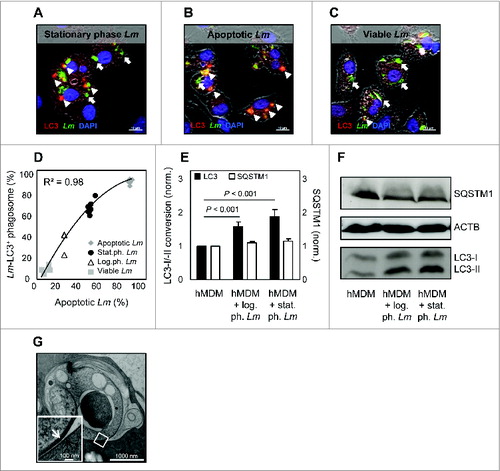 Figure 2. Apoptotic-like Leishmania parasites enter a LC3+ single-membrane compartment. (A–C) hMDM were infected with stat.ph. Lm (A), MACS separated apoptotic-like (B) or viable (C) parasites (MOI = 10). After 3 h, samples were fixed and antibody staining was performed to detect Lm parasites (green) and LC3 (red), counterstained with DAPI (blue) (arrow head, LC3- and Lm-positive; thick arrow, Lm-positive). (D) The apoptotic rate of the stat.ph. Lm, log.ph. Lm, MACS separated viable and apoptotic-like parasites was assessed by ANXA5-binding positivity in flow cytometry. Infection of hMDM with these Lm populations was performed for 3 h and subsequently samples were fixed, stained for Lm parasites and LC3 using antibodies, after which Lm-LC3 double-positive compartments were quantified by immunofluorescence analysis. As depicted, the apoptotic rate of the Lm population was plotted against the percentage of Lm-LC3 double-positive compartments, showing a correlation R. (E and F) hMDM were infected with stat.ph. or log.ph. Lm (MOI = 10). After 3 h, lysates were made after which LC3 conversion (black bars) and SQSTM1 level (white bars) were assessed by western blot and densitometry analysis. SQSTM1 level was normalized to ACTB expression (E). A representative immunoblot is depicted (F). (G) hMDM were infected with stat.ph. Lm (MOI = 10). After 3 h, samples were prepared for electron microscopy (EM) analysis, as described in Materials and Methods. The EM micrograph shows the membrane of an apoptotic Lm (white arrow) residing in a single membrane compartment (black arrow). Data are presented as mean ± SEM and immunoblots/IF/EM images are representative of at least 3 independent experiments.