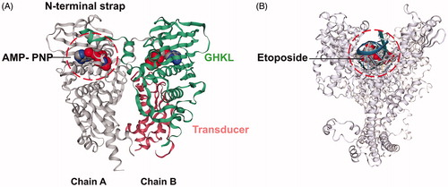 Figure 1. The hTopoIIα structures used in the docking study. (A) The ATPase domain of hTopoIIα with the 5′-adenylyl-β,γ-imidodiphosphate, AMP-PNP (space filling model), in the ATP-binding pocket, where the GHKL and transducer domains are shown in green and pink (PDB code: 1ZXM). (B) The hTopoIIα/DNA/etoposide ternary complex (PDB code: 3QX3).