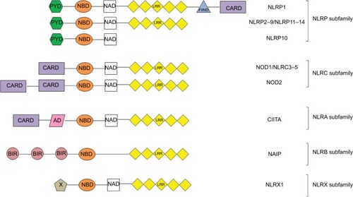 Figure 1 Structure of the NLR subfamilies.Abbreviations: AD, atopic dermatitis; BIR, baculovirus inhibitor repeat; CARD, caspase recruitment domain; CIITA, class II major histocompatibility complex transactivator; FIIND, function to find domain; LRR, leucine-rich repeat; NAD, NBD-associated domain; NBD, nucleotide-binding domain; NLR, NOD-like receptor; NLRA, acidic transactivation domain; NLRB, baculovirus inhibitor repeat; NLRC, caspase recruitment domain; NLRP, NLR family pyrin domain; NOD, nucleotide-binding oligomerization domain; PYD, pyrin domain; X, unknown effector domain.