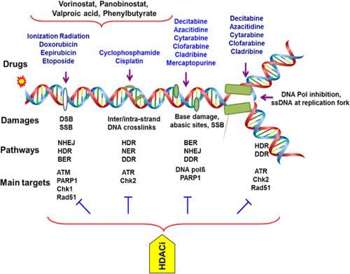 Figure 2 Targeting DNA and its repairing pathways by chemotherapy agents in AML. Therapeutics agents commonly impart their clinical efficacy via the induction of DNA damage or targeting DNA repair factors directly or indirectly. The repair of DNA damage relies on particular pathways to remedy specific types of damage to DNA. The range of insults to DNA includes small, modest changes in the structure including mismatched bases and simple methylation events to oxidized bases, intra- and interstrand DNA crosslinks, DNA double-strand breaks and protein–DNA adducts. HDACi causes down-regulation of dsDNA-break repair by affecting components of both NHEJ and HR repair pathways. Anthracyclines are widely used with deoxynucleoside antimetabolites where they exert their anti-leukemia effects through interacting with Top II and inhibiting replication and repair of DNA in leukemia cells, respectively. HDACi increases the chromatin accessibility for DNA-damaging agents and Top II inhibitors and down-regulation of DNA repair. Cisplatin and cyclophosphamide form intra- and interstrand adducts and leading to cross-linking of DNA.Abbreviations: AML, acute myeloid leukemia; NER, nucleotide excision repair; BER, base excision repair; HDR, homology-directed repair; FA, Fanconi anemia; HR, homologous recombination; DDR, DNA damage response; NHEJ, non-homologous end joining; SSBs, single-strand breaks; DSB, double-strand breaks; PARP, poly(ADP-ribose) polymerase; NAD+, nicotinamide adenine dinucleotide; PARPi, PARP inhibitors; AMLXP, xeroderma pigmentosum; ATM, ataxia telangiectasia mutated kinase; ATR, ATM-Rad3 related kinase; Chk, checkpoint kinase; DNA pol, DNA polymerase; DNA-PK, DNA-dependent protein kinase; Top II, topoisomerase II; HDACi, Histone deacetylase inhibitors.