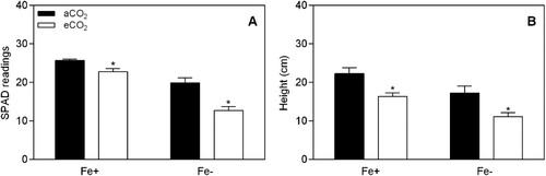 Figure 2. SPAD readings (a) and height (b) of soybean plants grown in the nutrient solution, depending on Fe-supply (0.5 and 20 μM Fe-EDDHA) and atmospheric CO2 concentration (400 and 800 ppm). Data are mean ± SEM (n = 5). *, Significant differences (P < 0.05) between aCO2 and eCO2 treatments.