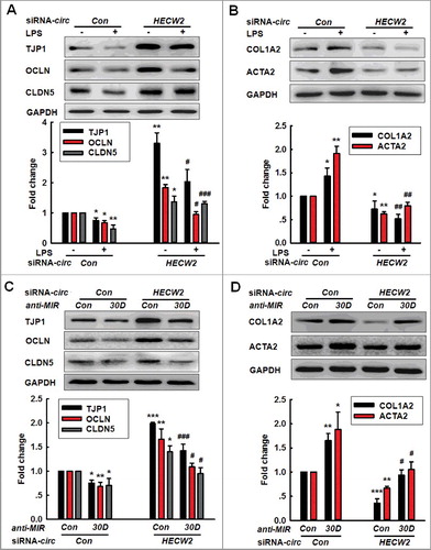 Figure 6. Knockdown of circHECW2 expression inhibits the EndoMT by targeting MIR30D in vitro. (A and B) Transduction of HBMECs with circHECW2 siRNA lentivirus significantly inhibited the LPS-induced decreases in the TJP expression levels (A) and the increases in the mesenchymal cell marker expression (B). HBMECs were transduced with the circHECW2 lentivirus for 24 h and were subsequently incubated with LPS (10 ng/ml) for 24 h. All data are presented as the mean ± SD of 3 independent experiments. *P<0.05, **P<0.01 vs. the circCon siRNA group. #P<0.05, ##P<0.01, ###P<0.001 vs. the LPS-treated circCon siRNA via one-way ANOVA followed by the Holm-Sidak test. (C and D) Transduction of HBMECs with the anti-MIR30D lentivirus significantly inhibited the increases in the TJP expression levels (C) and the decreases in the mesenchymal cell marker expression (D) induced by circHECW2 siRNA. HBMECs were cotransduced with anti-MIR30D and circHECW2 siRNA for 24 h. All data are presented as the mean ± SD of 3 independent experiments. *P<0.05, **P<0.01, ***P<0.001 vs. the circCon siRNA cotransduced with the anti-MIRCon group. #P<0.05, ###P<0.001 vs. the circHECW2 siRNA cotransduced with the anti-MIRCon group via a one-way ANOVA followed by the Holm-Sidak test.