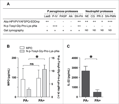 Figure 4. Degradation of IL-22 by human respiratory fluids infected by P. aeruginosa. (A) P. aeruginosa and neutrophil proteases were assayed by incubating each protease with specific chromogenic or fluorogenic peptide substrates, i.e., N-p-Tosyl-Gly-Pro-Lys-pNa and Abz-HPVPVYAFSPQ-EDDnp, respectively, at 37°C for 30 min. Cleavage of the peptide substrates was assessed by measuring the increase of either fluorescence emission or optical density. Gelatin zymography was used to verify the enzymatic activities of all P. aeruginosa proteases. The activity of each enzyme was graded on a scale of (−) for “no detectable activity” to (+++) for “maximal activity.” (B) MPO concentration and N-p-Tosyl-Gly-Pro-Lys-pNa cleavage measured in tracheal aspirates from non-infected patients (“PA-,” n = 10) or patients infected by P. aeruginosa (“PA+,” n = 6). (C) IL-22 (10 ng) was incubated with human respiratory fluids for 15 minutes and quantified by ELISA. Results are representative of 2 independent experiments (A) or expressed as the mean ± SEM (B, C). *: P ≤ 0.05; ns: not significant. LasB: elastase B, P-IV: protease IV, PASP: P. aeruginosa small protease, Alk: alkaline protease, SN-PA: supernatant of P. aeruginosa, SN-PMN: supernatant of neutrophils, NE: neutrophil elastase, CG: cathepsin G, PR-3: proteinase 3, ND: not determined.
