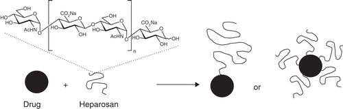Figure 1. Heparosan modification of drug cargo. Heparosan (curved lines), a polymer composed of [-4-N-acetylglucosamine-α1,4-glucuronic acid-β1-] repeats, is found in the heparan sulfate chains of mammals. This polymer in an unsulfated form can be attached to drug cargo (sphere) in a variety of formats to create conjugates with enhanced therapeutic action. Polysaccharide chains of different lengths, where n can range from 2 to ∼11,000, can be reacted at either a single site (left) or at multiple sites (right), as desired.