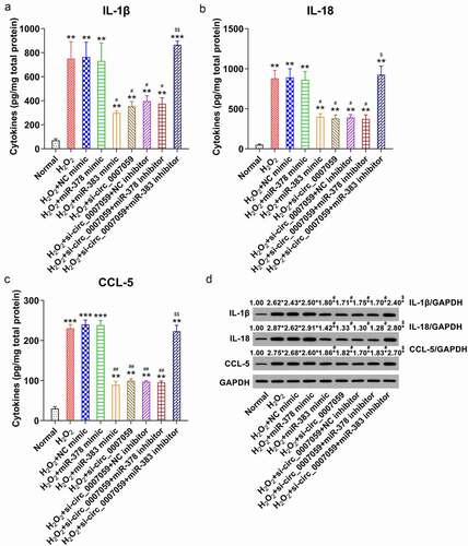 Figure 9. miR-383 influences inflammation in H2O2-treated cardiomyocytes. Cardiomyocytes were transfected with miR-378/miR-383 or NC mimic or co-transfected with a miR-378/miR-383 inhibitor and lentiviral-si-circ_0007059/siNC for 1 d and subsequently exposed to H2O2 (0.1 mM) for 1 d. (a) WB quantification of the inflammatory cytokine expression in cardiomyocytes. (B, C, D) ELISA quantification of inflammatory cytokines released into the cardiomyocyte culture medium. **P < 0.01 and ***P < 0.001 versus the CG; #P < 0.05 and ##P < 0.01 versus the H2O2 group; $P < 0.05 and $$ P < 0.01 versus the H2O2 + si-circ_0007059 group.