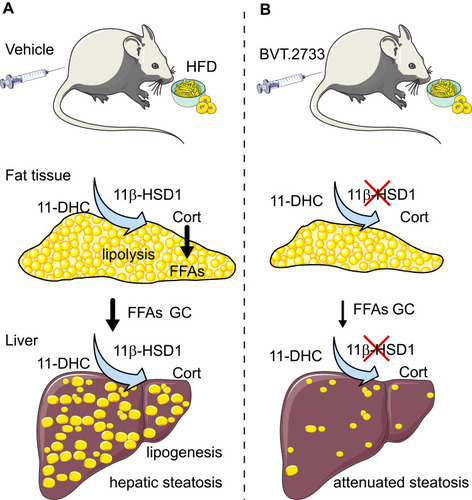 Figure 7 An illustration of the effect of 11β-HSD1 inhibition by the low dose of BVT.2733 on NAFLD. (A) The activation of 11β-HSD1 is elevated in both adipose tissue and liver in diet-induced obesity. This stimulates lipolysis in the adipose tissue, and increases glucocorticoid and free fatty acids transport to the liver through the portal vein. Meanwhile, the activation of 11β-HSD1 increases lipogenesis in the liver. (B) Inhibition of 11β-HSD1 by BVT.2733 reduces adipose tissue mass and portal glucocorticoid and free fatty acids levels, and reverses lipogenesis in the liver. Therefore, inhibition of 11β-HSD1 attenuates hepatic steatosis.