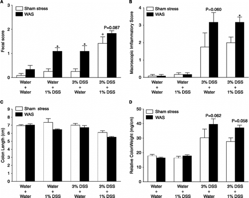 Figure 4 Colonic inflammatory and clinical scores at the time of necropsy in the different experimental groups. (A) Faecal consistency. (B) Macroscopic inflammatory score. (C) Colon length. (D) Relative colon weight. Data are mean ± SEM values for six mice per group. *P < 0.05 vs. respective sham stress group. +P < 0.05 vs. other sham stress groups (ANOA) (ANOVA).