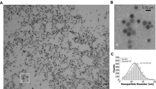 Figure 1 (A) TEM images of OA-IONPs in heptane. (B) Magnified area of the TEM image showing the OA-IONPs. (C) Size distribution of 11.3 ± 4.5 nm obtained by analyzing around 3000 particles with ImageJ.