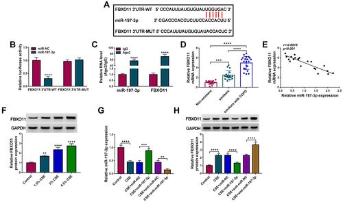 Figure 5 FBXO11 is a target of miR-197-3p in 16HBE cells. (A) The putative binding site between FBXO11 and miR-197-3p. (B) Dual-luciferase reporter assay for the detection of the relative luciferase activities of wild and mutated FBXO11 reporter after miR-197-3p up-regulation in 16HBE cells. (C) qRT-PCR after RIP assay showing circ-RBMS1 and FBXO11 recruited by the Ago antibody from the lysates of 16HBE cells. (D) Detection of FBXO11 expression level in blood samples of non-smokers, smokers and smokers with COPD using qRT-PCR. (E) The Spearman’s rank correlation analysis between miR-197-3p and FBXO11 expression in COPD patients. (F) Western blot analysis of FBXO11 expression in 16HBE cells exposed to 1.5%, 3%, and 4.5% CSE for 24 h. (G) qRT-PCR analysis of miR-197-3p expression in CSE-induced 16HBE cells transfected with miR-197-3p, miR-NC, anti-miR-197-3p or anti-miR-NC. (H) Western blot analysis of FBXO11 expression in CSE-induced 16HBE cells transfected with miR-197-3p, miR-NC, anti-miR-197-3p or anti-miR-NC. **P<0.01, ***P<0.001, ****P<0.0001.