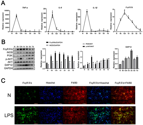 Figure 1 The expression and role of FcγRIIb in a mouse model of CNS inflammation. C57BL/6 mice were injected intraperitoneally with LPS (9 mg/kg), and serum was collected at 6 h, 12 h, 1 d, 3 d, 5 d, and 7 d, while the control group (N) was injected with an equal amount of saline. (A) Q-PCR was performed to detect the mRNA expression levels of IL-6, TNF-α, IL-1β, and FcγRIIb in the mouse cerebral cortex. (B) Western blot was performed to detect the protein expression levels of FcγRIIb, iNOS, PI3K, p-AKT, AKT and DAP12 in the cerebral cortex of experimental mice. (C) Immunofluorescence staining was used to detect the expression of FcγRIIb in the cerebral cortex tissue of control and LPS mice. FcγRIIb (green), F4/80 (red), Hoechst (blue); scale bar: 100 μm (mean ± SEM represents the resultant values, n = 3, *Indicates compared to the control, #indicates compared to the control, p < 0.05).