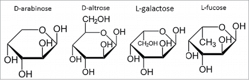 Figure 3. Chemical structure comparison between D-arabinose, D-altrose, L-galactose, and L-fucose, highlighting the similarity in structure and stereochemistry at select carbon positions.
