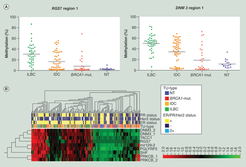 Figure 4.  Independent validation of DMR within candidate regions. (A) Plotted is percentage methylation (y-axis) within the four subgroups (x-axis). Each dot represents the mean of the sequenced region within one sample, with the black line denoting the mean of each subgroup. (B) Unsupervised hierarchical clustering and heat map analysis was performed on bisulfite pyrosequencing data of 117 primary tissue specimens within nine candidate regions (DNM3 region 1, DNM3 region 2, mir129-2, PGLYRP2, PRKCB region 1, PRKCB region 2, RGS7, SHF, TACC1), for MapInfo see supplementary table s3. ER, PR, Her2 status, and tumor type are color coded according to the legend on the right side. Most BRCA1-mut. samples showed a similar DNA methylation pattern as NT, whereas most ILBC form their own cluster. IDC are more-or-less spread within the ILBC but also the BRCA1-mut./NT cluster. Red = high; black = intermediate; green = low DNA methylation values. BRCA1-mut.: BRCA1-germline mutation; IDC: Invasive ductal breast cancer; ILBC: Invasive lobular breast cancer; NT: Normal breast tissue.