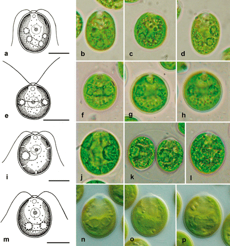 Fig. 6. Morphology of vegetative cells in Microglena. a–d. Microglena globulifera (CCAC 0017). e–h. Microglena indica (SAG 46.96). i–l. Microglena skujae (SAG 16.90). m–p. Microglena opisthopyren (SAG 8.87). a–j and l–p show general views of vegetative cells; k, sporangium. Scale bars = 10 µm.