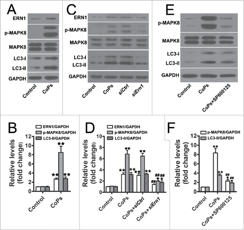 Figure 2. The ERN1-MAPK8 pathway mediated the activation of autophagy induced by CoPs. (A) Western blots performed after osteoblast cells were incubated with CoPs (50 µg/ml) for 12 h. (B) The density of the western blots bands shown in (A) was quantified using ImageJ software. (C) Western blots performed after osteoblast cells were incubated with siCtrl or siErn1 before being stimulated with CoPs (50 µg/ml) for 12 h. siCtrl, siControl. (D) The density of the western blots bands shown in (C) was quantified using ImageJ software. (E) Western blots performed after fibroblast cells were incubated with SP600125 (15 µM) before being stimulated with CoPs (50 µg/ml) for 12 h. (F) The density of the western blots bands shown in (E) was quantified using ImageJ software. Data are presented as means ± S.E.M. from 3 independent experiments. *, P < 0.05 and **, P < 0.01 vs. control; ##, P < 0.01 vs. CoPs group.