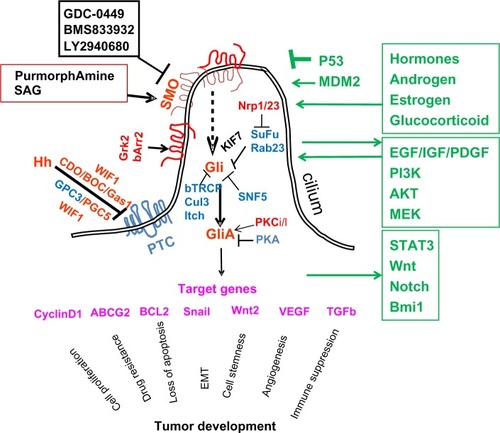 Figure 1 A diagram of hedgehog (Hh) signaling in mammalian cells. Smoothened (SMO) is the key signal transducer of the Hh pathway. In the absence of the Hh ligands, Hh receptor patched (PTC) is thought to be localized in the cilium to inhibit SMO signaling. Coreceptors of Hh include CDO (cell adhesion molecule-related/down regulated by oncogenes), brother of CDO (BOC), Gas1, glypican 3, (GPC3), and GPC5. Wnt inhibitory factor-1 (WIF1) can also regulate Hh signaling through association with CDO, BOC, or GPC5. Gli molecules are processed with the help of suppressor of fused (SuFu)/KIF7, β-TRCP molecules into repressor forms, which turn off the Hh signaling pathway. Other negative regulators of Gli molecules include Rab23, protein kinase A (PKA), SuFu, tumor suppressor sucrose nonfermenting 5 (SNF5), Culin 3 (Cul3), and itchy E3 ubiquitin ligase (Itch) through regulation Gli protein modifications, nuclear–cytoplasm shuttling, as well as transcriptional activities. In the presence of Hh, PTC is thought to be shuttled out of cilium and is unable to inhibit SMO. The ciliary localization of SMO is thought to require β-arrestin 2 (βArr2), and G protein coupled receptor kinase 2 (GRK2). Hh reception promotes SMO conformational changes to form dimers. Gli molecules are now processed to active forms (GliA), which will activate the Hh target genes. This process can be inhibited by KIF7 and SuFu. Protein kinase C isoform ι/λ0 (PKCι/λ) is known to positively regulate Gli transcriptional activity. Positive regulators are in red, negative regulators are in blue, and target genes are in pink. KIF7 can function (in black) as a negative regulator or a positive regulator. The interacting pathways with the Hh pathway are in green. Although the role of cilium for Hh signaling during embryonic development is well established, cancer cells generally lack cilia. It has been demonstrated that lack of cilia prevents development of basal cell carcinomas in mice. It is not clear whether this is true for all other types of Hh signaling-associated cancer.