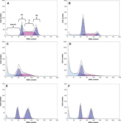 Figure 3 (A–F) Flow-cytometry histograms analyzed with deconvolution software dividing phases into G1 (left), S (center), and G2 (right). (A) Untreated MCF-7 cells in Dulbecco’s Modified Eagle’s Medium with 10% fetal bovine serum; (B) MCF-7 cells exposed to trastuzumab, resulting in G1 accumulation at 72 hours; (C) MCF-7 cells exposed to doxorubicin, resulting in late S-phase accumulation at 48 hours; (D) MCF-7 cells exposed to the doxorubicin-trastuzumab combination, resulting in G1 and late S-phase accumulation at 48 hours; (E) MCF-7 cells exposed to geldanamycin, resulting in G2 accumulation at 48 hours; (F) MCF-7 cells exposed to the geldanamycin-trastuzumab combination resulting in G2-phase accumulation at 48 hours. Similar trends in phase accumulation were observed in the SK-BR-3 graphs. However, the percentages differed.