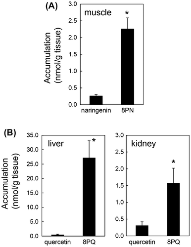 Figure 2. High accumulation of prenyl flavonoids in the tissues. Mukai et al. [Citation38,65] demonstrated higher tissue accumulation of prenyl flavonoids by comparison with parent flavonoids. Mice were fed each flavonoid mixed in a diet for more than 2 weeks, and the concentrations were analyzed by high-performance liquid chromatography. (A) Accumulation of 8PN and naringenin in the gastronomic muscle [Citation38], (B) 8PQ and quercetin in the liver and kidney [Citation65]. Data are modified from previous reports [Citation38,65]. Data represent the mean ± S.E (n = 4). Asterisks indicate significant differences analyzed by two-sided Student’s t-test (p < 0.05).