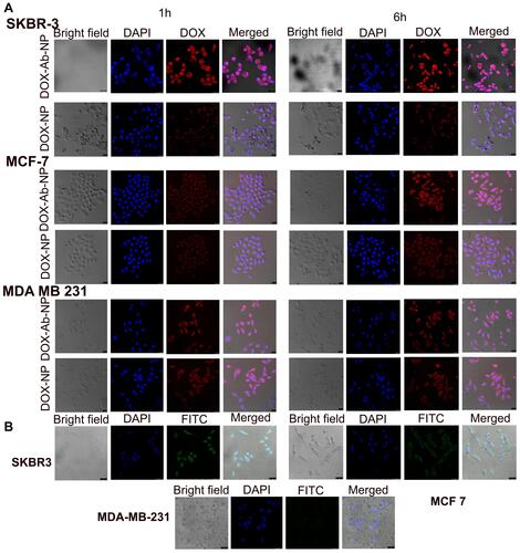 Figure 5 Cellular uptake of antibody conjugated and unconjugated nanoparticles in various cell lines.