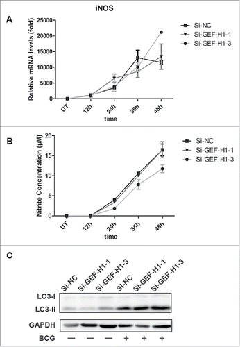 Figure 4. GEF-H1 did not affect NO production or autophagy in macrophages. (A and B) RAW264.7 cells were transfected with Si-NC or siRNA for GEF-H1 for 30 h, and then infected with BCG (MOI = 2) for the indicated times. Real-time PCR was used to determine iNOS mRNA levels (A). Supernatants were collected, and NO production was tested by Griess assay (B). (C) RAW264.7 cells were transfected with Si-NC or siRNA for GEF-H1 for 30 h and then infected with BCG for 12 h. The amount of LC3 was determined by western blotting.