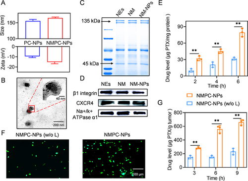 Figure 2 NPs Characterization and PDT-elicited PTX release in vitro and in vivo. (A) Particle size and zeta potential of PC-NPs and NMPC-NPs (n = 3). (B) Representative TEM image of NMPC-NPs. (C) SDS-PAGE image of NEs, NM, NM-NPs. (D) Western blot analysis demonstrating the characteristic protein band of NEs, NM and NM-NPs. (E) The PTX level in cells after incubation with NMPC-NPs for 4 h. Cells were further irradiated and incubated for different times before HPLC analysis (n = 3). (F) Immunofluorescence staining images of tumor sections. Tumors were intratumorally injected with NMPC-NPs, irradiated at 1 h post-injection, and stained with pimonidazole. (G) The PTX level in 4T1 tumors at 3 h, 6 h, and 9 h post-irradiation. Tumors were treated with NMPC-NPs as described in (F) (n = 3). Data expressed as means ± SD. **p < 0.01.