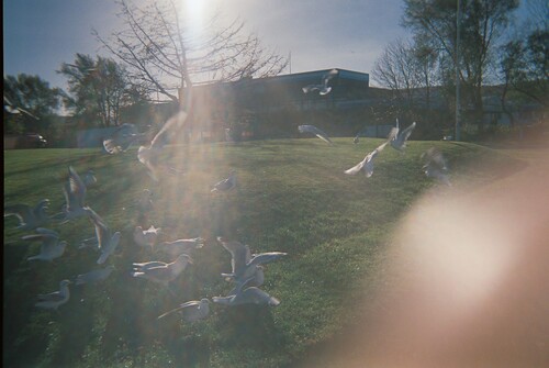 Figure 2: Diffuse sunlight, throng of seagulls and low-rise industrial buildings during a morning commute. Photographer: Jean, catering manager.