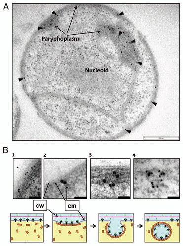 Figure 1 TEM of sectioned high-pressure frozen cryosubstituted G. obscuriglobus cell pre-incubated with GFP (A), and a proposed model of the events involved in uptake of extracellular proteins (B). The sectioned cell seen in (A) has been immunolabeled via anti-GFP antibody and the antibody visualized with 10 nm gold (arrowheads)—labeling is concentrated in the paryphoplasm region. Bar = 500 nm. (B) Micrographs in the top row show enlarged views of the potential different stages of GFP uptake at peripheral cytoplasmic membrane and paryphoplasm in cells of G. obscuriglobus. Bacteria were incubated with GFP, immunolabelled with anti-GFP antibody and processed and sectioned for TEM as for (A). Gold particles indicating GFP can be seen associated with cytoplasmic membrane (B1 and B2) and then with the membrane of vesicles inside the paryphoplasm region in the cell interior (B3 and B4). The schematic series of diagrams in the bottom row show corresponding suggested stages for the GFP uptake process and its mechanism, consistent with evidence from micrographs; stage 1 shows binding of GFP to membrane receptors, and stages 2 and 3 show initial steps of invagination of plasma membrane and association of GFP with vesicles in the process of being generated. At the final stage (stage 4) the vesicle formation is complete. In this model GFP ligand in the external milieu binds to receptors in the cytoplasmic membrane, MC-like (clathrin-like) protein coats the outside of the vesicle via cage formation and ligand becomes oriented to the inside membrane surface of the vesicle during its formation due to the effect of infolding. Infolding and formation of vesicles occurs in the paryphoplasm. Arrows indicate cytoplasmic membrane (cm) and cell wall (cw); green circles in the model indicate GFP; yellow rectangles, MC-like proteins; black Y's, protein receptor. Bars = 200 nm (micrograph B1), 50 nm (micrograph 2 and 3) and 100 nm (micrograph B4).