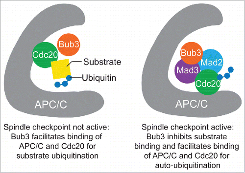 Figure 1. Model of Bub3 regulation of APC/CCdc20 activity when the spindle checkpoint is either inactive or active.