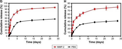 Figure 2 The morphology and characterization of NDIMH.Notes: (A) Representative photographs of DOX and ICG nanoparticles dispersed in PBS at ambient temperature (red represents DOX nanoparticles, and green represents ICG nanoparticles). (B) TEM image of nanoparticles (scale bar represents 1 µm, magnification ×8,000). (C) General morphological map of NDIMH. (D) SEM image of NDIMH (scale bar represents 100 µm, magnification ×250). (E) The size distribution of DOX nanoparticles. (F) The size distribution of ICG nanoparticles. (G) The nano DOX release profile of NDIMH at varied time points. (H) The nano ICG release profile of NDIMH at varied time points.Abbreviations: DOX, doxorubicin; ICG, indocyanine green; MMP, matrix metalloproteinase; NDIMH, nano DOX-ICG MMP-responsive hydrogel; SEM, scanning electron microscopy; TEM, transmission electron microscopy.